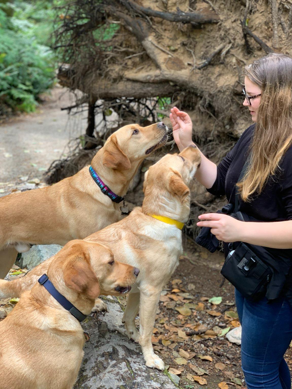 Dog Training in Vancouver, BC Reward That!